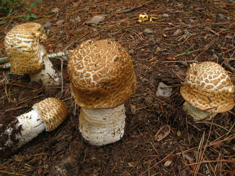 nei boschi di Bedollo (TN).......terza parte